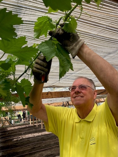 Tony pruning the vines at Silsoe Horticultural Centre.